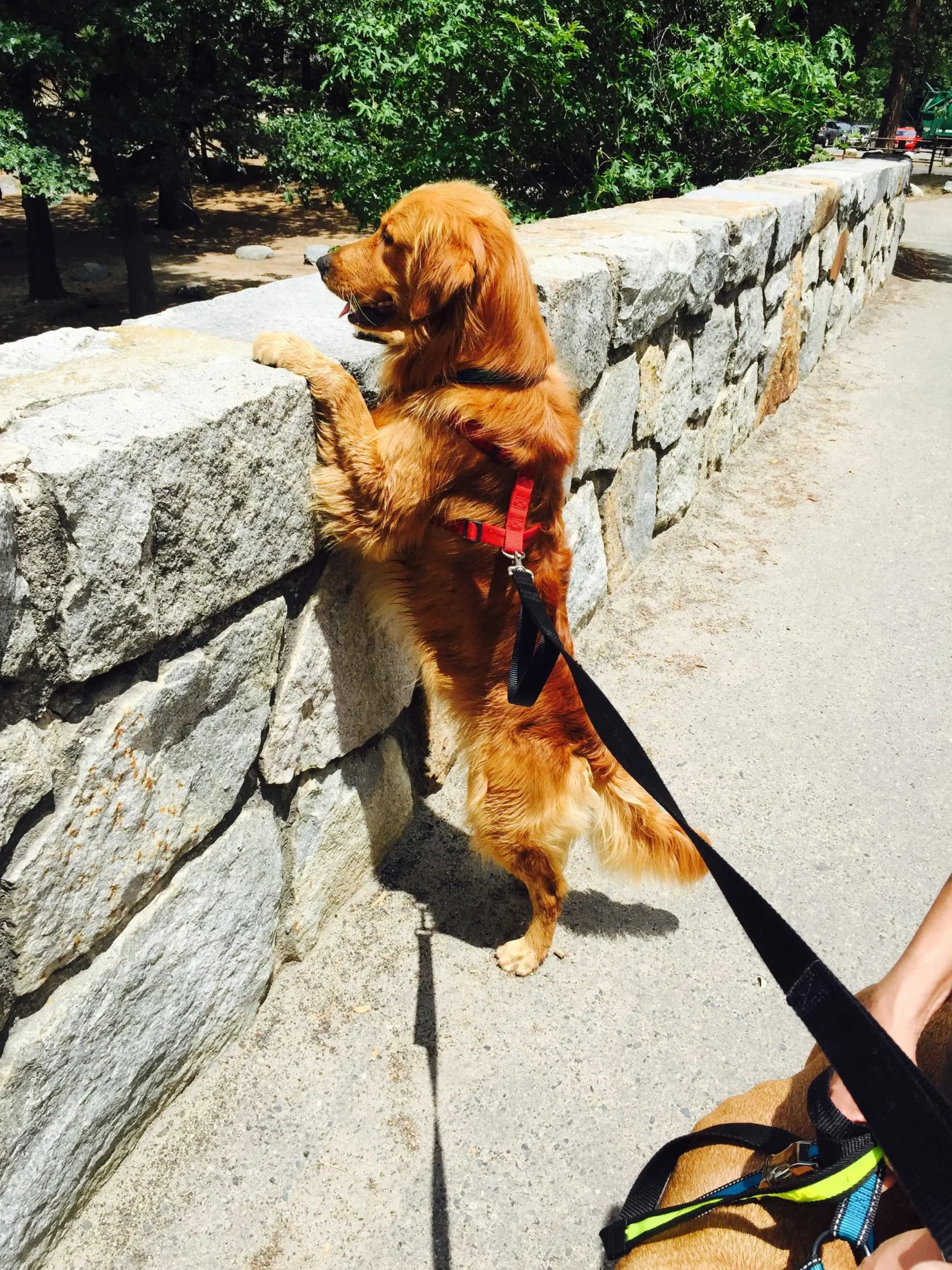 Golden retriever standing on hind legs looking over a stone wall